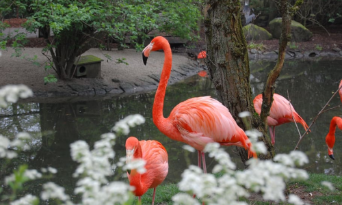 Les flamants rose