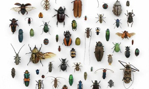 Insectes comestibles