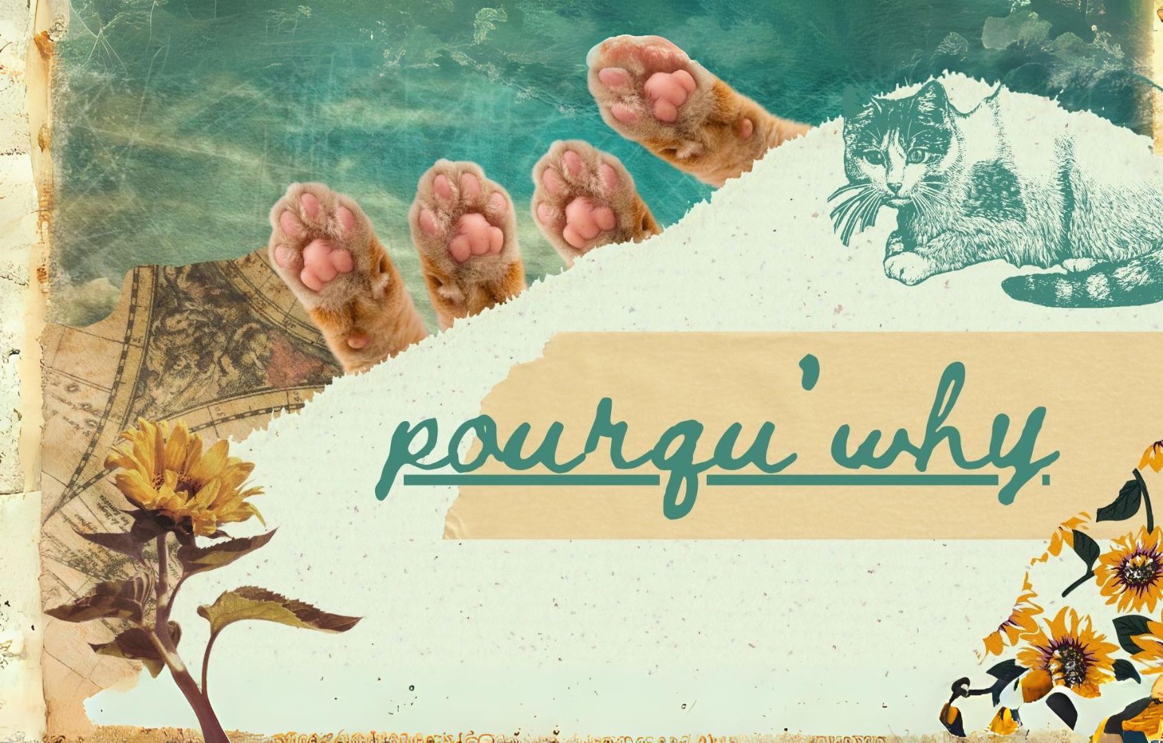 Pourqu’why | Miaou de chat